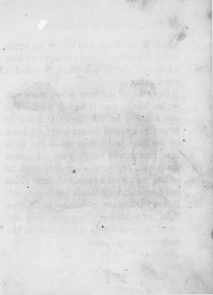 Scan 0017 of An alphabet of quadrupeds
