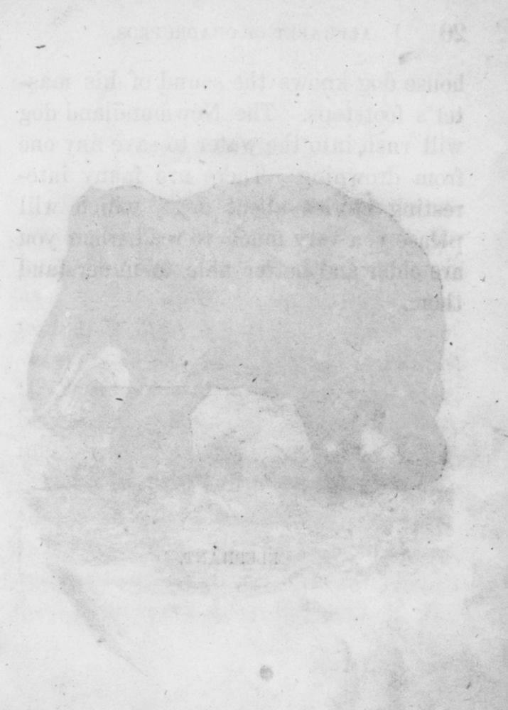 Scan 0021 of An alphabet of quadrupeds