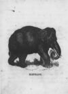 Thumbnail 0022 of An alphabet of quadrupeds