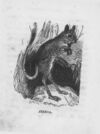 Thumbnail 0042 of An alphabet of quadrupeds