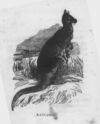 Thumbnail 0046 of An alphabet of quadrupeds