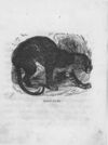 Thumbnail 0050 of An alphabet of quadrupeds