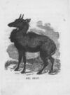 Thumbnail 0058 of An alphabet of quadrupeds