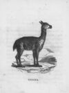 Thumbnail 0090 of An alphabet of quadrupeds