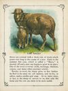 Thumbnail 0008 of Animals of the farm
