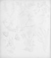 Thumbnail 0016 of Buttercups and daisies and other pretty flowers