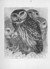 Thumbnail 0019 of Chatterbox stories of natural history