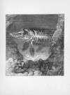 Thumbnail 0073 of Chatterbox stories of natural history