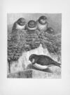 Thumbnail 0075 of Chatterbox stories of natural history