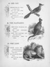 Thumbnail 0097 of Chatterbox stories of natural history