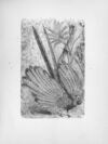 Thumbnail 0103 of Chatterbox stories of natural history