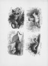 Thumbnail 0160 of Chatterbox stories of natural history