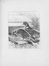 Thumbnail 0169 of Chatterbox stories of natural history