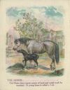 Thumbnail 0006 of Domestic animals