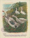 Thumbnail 0007 of Domestic animals