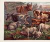 Thumbnail 0014 of Domestic animals