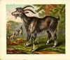 Thumbnail 0018 of Domestic animals