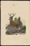 Thumbnail 0004 of History of quadrupeds