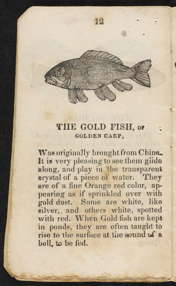 Scan 0012 of The history of curious and wonderful fish