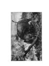 Thumbnail 0006 of Jumbo menagerie