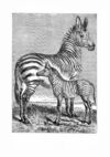 Thumbnail 0010 of Jumbo menagerie