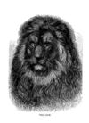 Thumbnail 0017 of Jumbo menagerie