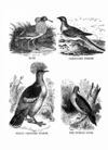 Thumbnail 0023 of Jumbo menagerie