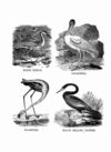 Thumbnail 0031 of Jumbo menagerie