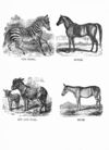 Thumbnail 0034 of Jumbo menagerie