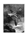 Thumbnail 0036 of Jumbo menagerie