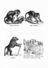 Thumbnail 0041 of Jumbo menagerie