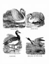 Thumbnail 0043 of Jumbo menagerie
