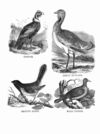 Thumbnail 0047 of Jumbo menagerie