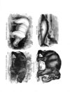 Thumbnail 0049 of Jumbo menagerie