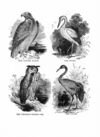 Thumbnail 0051 of Jumbo menagerie