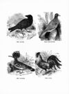 Thumbnail 0053 of Jumbo menagerie