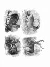 Thumbnail 0055 of Jumbo menagerie