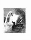 Thumbnail 0068 of Jumbo menagerie