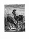 Thumbnail 0076 of Jumbo menagerie