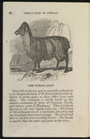 Thumbnail 0018 of The jungle, or, Child