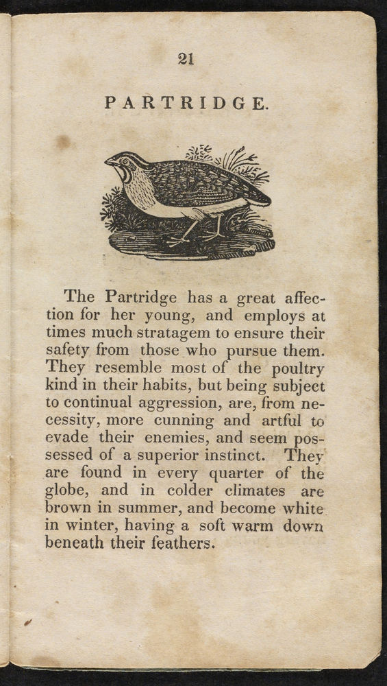 Scan 0023 of Natural history of birds