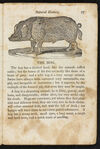 Thumbnail 0029 of Natural history of quadrupeds