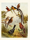 Thumbnail 0065 of Pictures & stories from natural history