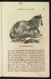 Thumbnail 0017 of Sagacity and fidelity of the dog