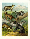 Thumbnail 0007 of Small animals