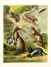 Thumbnail 0012 of Small animals