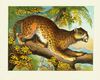 Thumbnail 0008 of Wild animals for children