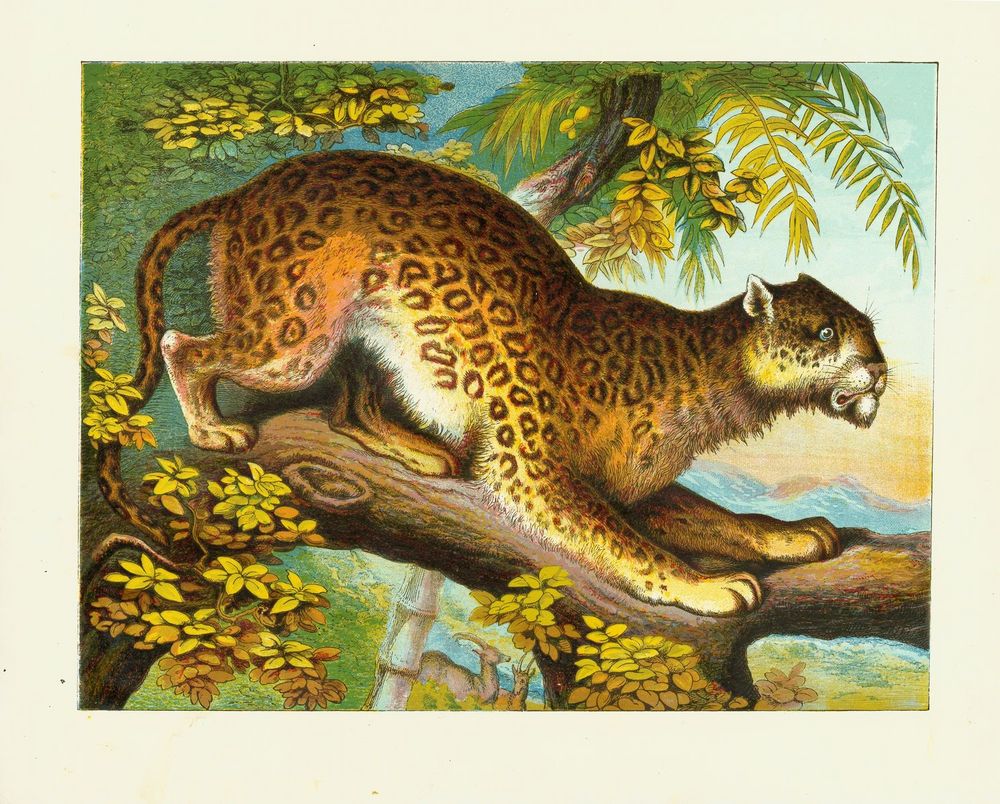 Scan 0008 of Wild animals for children