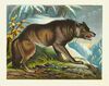 Thumbnail 0013 of Wild animals for children