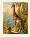 Thumbnail 0016 of Wild animals for children